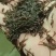 江苏水蛭苗大量供应一手货源价格优惠长期供货欢迎致电