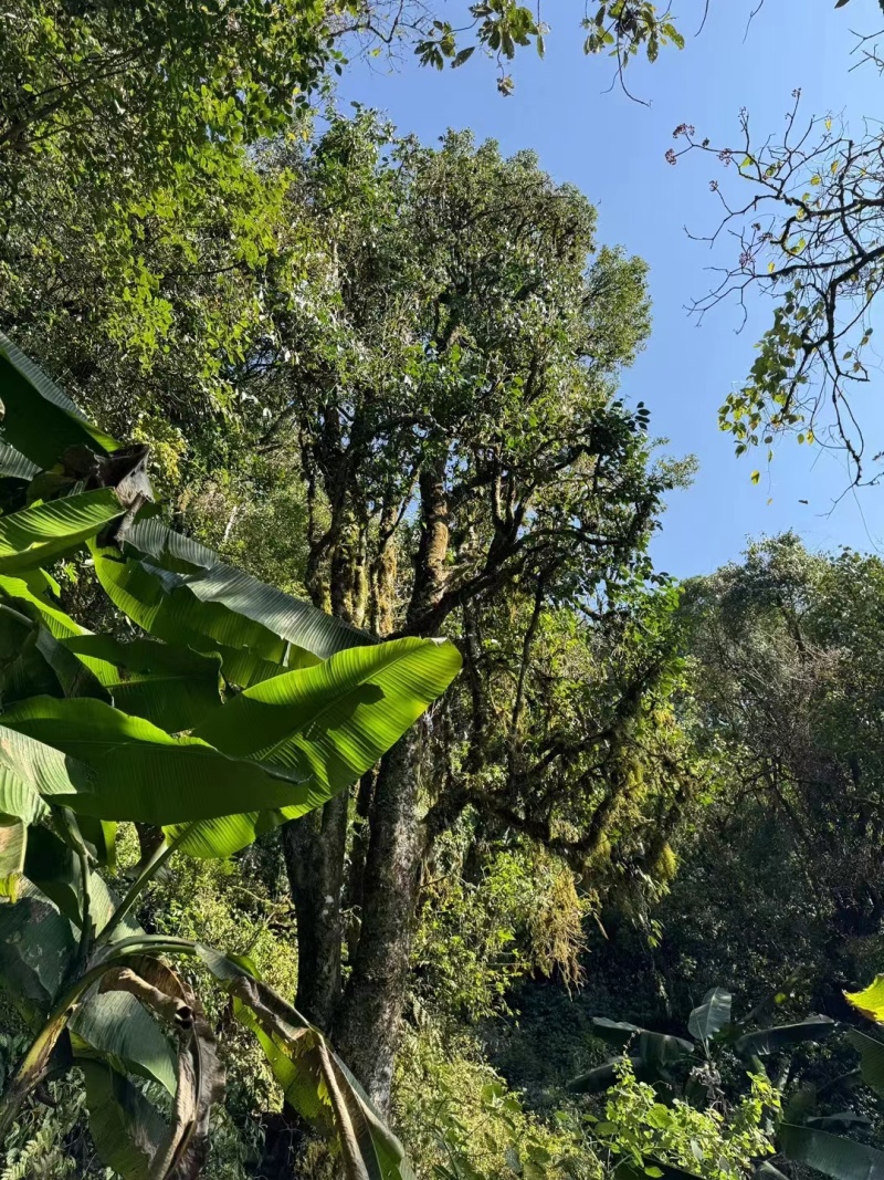 云南野生红茶，欢迎联系各规格都有野韵十足