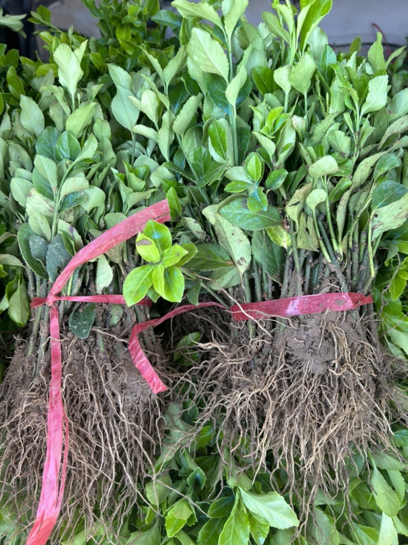 卫矛床苗卫矛分栽苗绿化工程苗四季常青