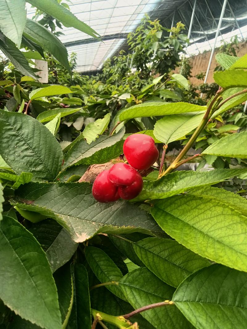 温室大棚种植美早樱桃