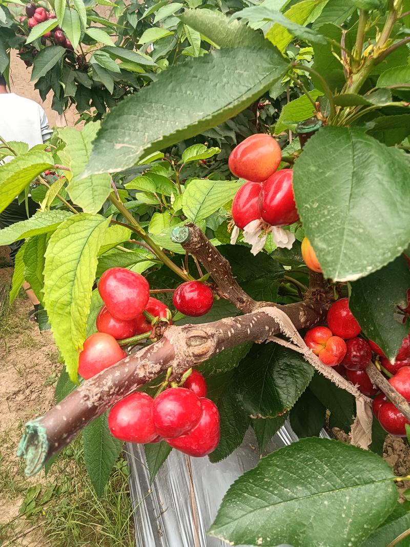 温室大棚种植美早樱桃