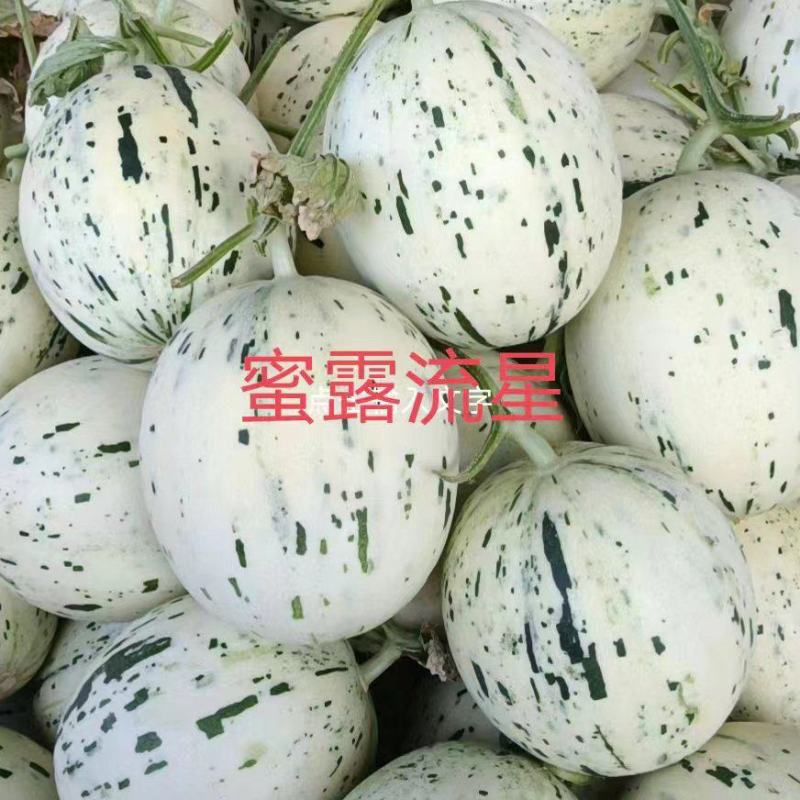 山东蜜露流星甜瓜可对接商超品质保证诚信经营