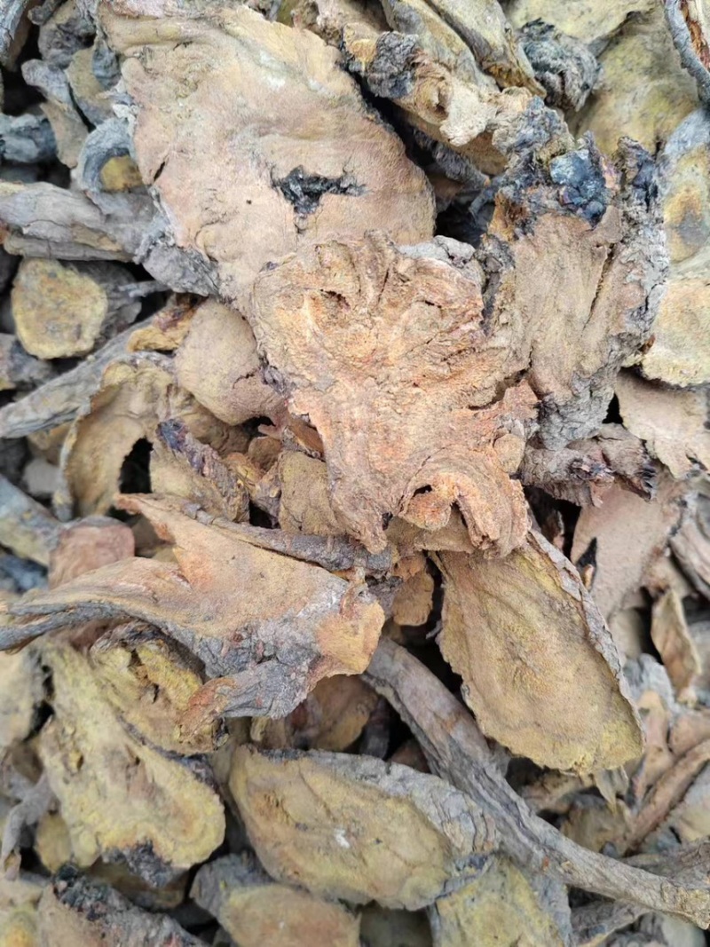 甘肃大黄，土大黄，量大从优，各种规格大货