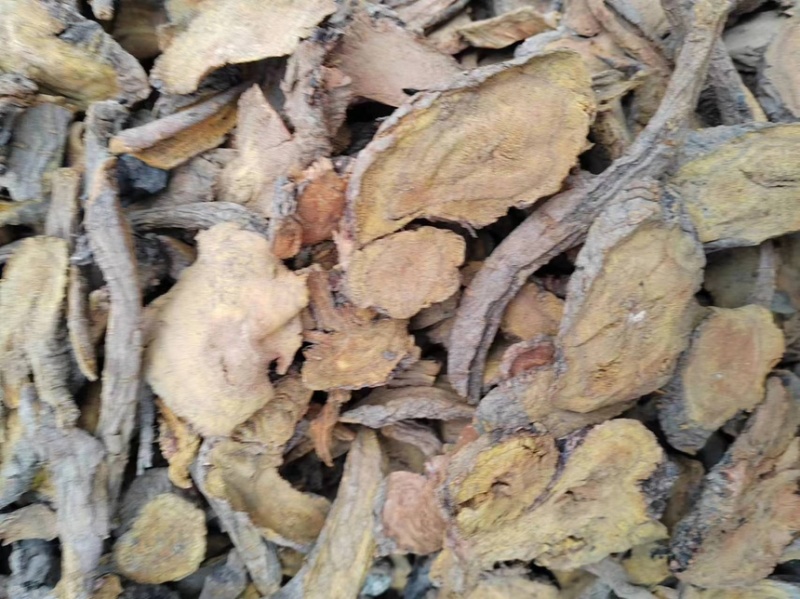 甘肃大黄，土大黄，量大从优，各种规格大货