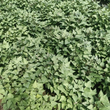 商薯19脱毒苗
