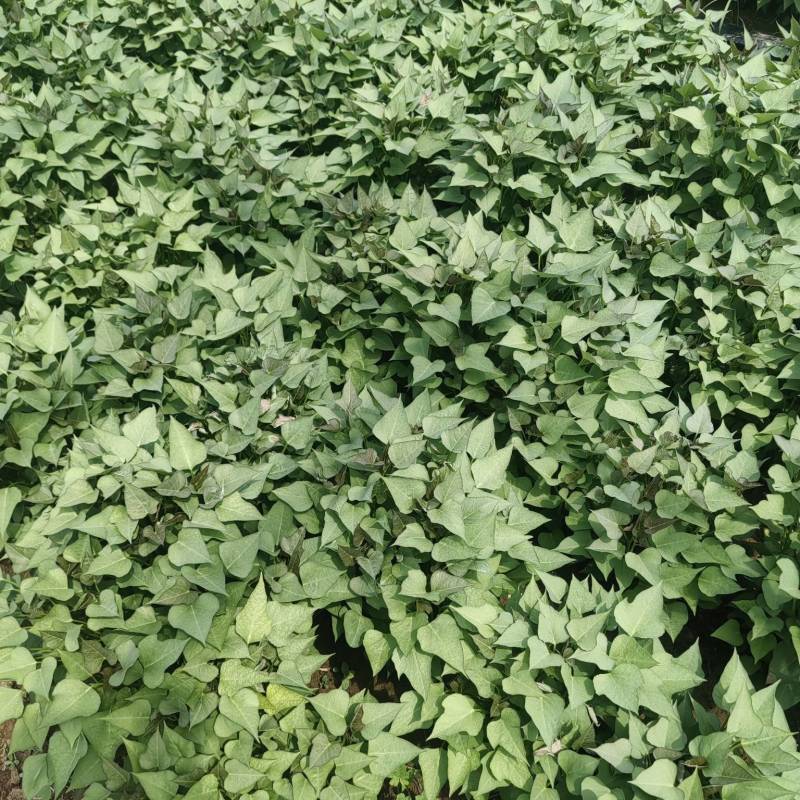 商薯19脱毒苗