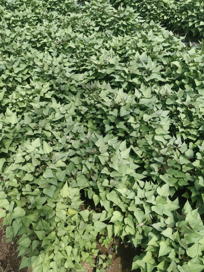 商薯19脱毒苗