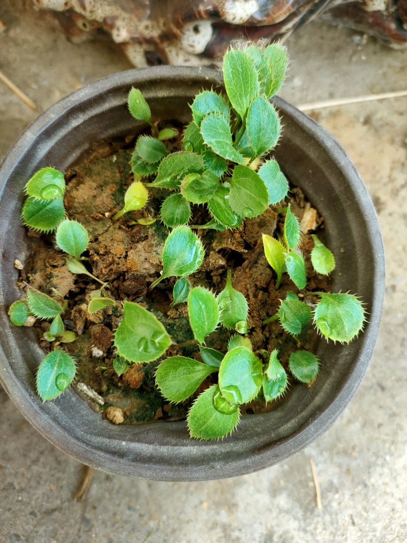 苍术种子北苍术种子保证发芽率提供技术指导保证正品批发