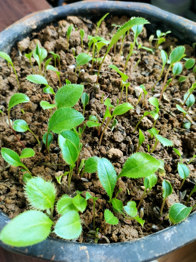 苍术种子北苍术种子保证发芽率提供技术指导保证正品批发