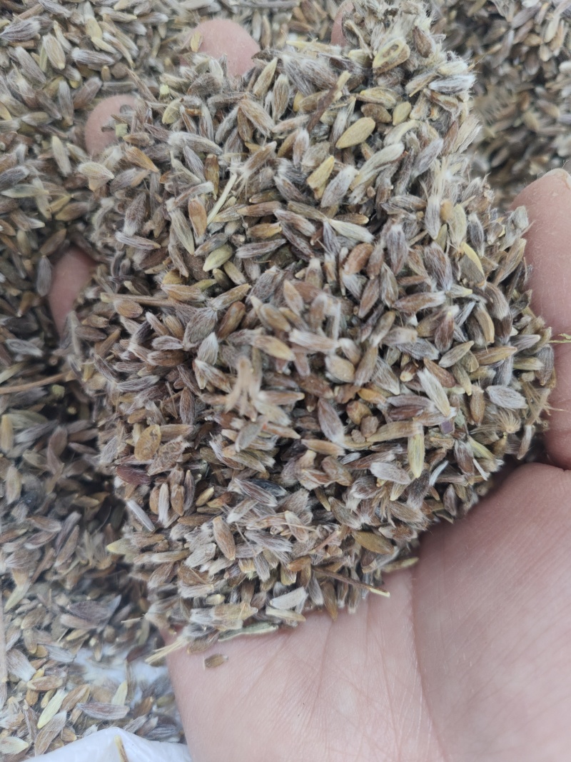 苍术种子北苍术种子保证发芽率提供技术指导保证正品批发