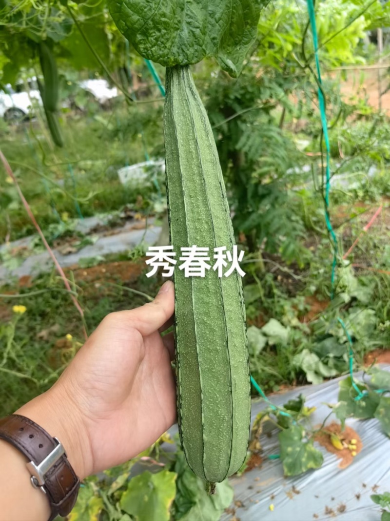 早熟花点丝瓜肉厚头尾均匀耐寒性能好稍耐热厂家直发品质保正