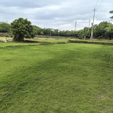 基地直供带土马尼拉草皮耐践踏易成活好养护量大从优现货