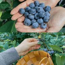 凉山高山蓝莓