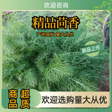 精品茴香大型蔬菜基地一手货源直发，量大价优