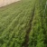 精品茴香大型蔬菜基地一手货源直发，量大价优