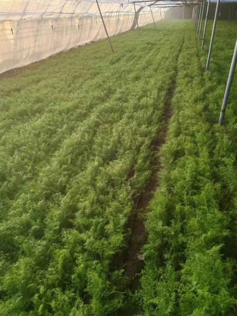 精品茴香大型蔬菜基地一手货源直发，量大价优