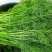 精品茴香大型蔬菜基地一手货源直发，量大价优