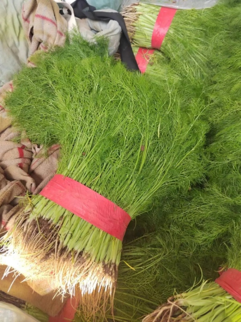 精品茴香大型蔬菜基地一手货源直发，量大价优