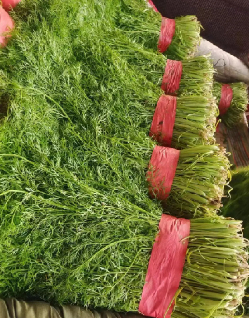 精品茴香大型蔬菜基地一手货源直发，量大价优