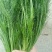 精品茴香大型蔬菜基地一手货源直发，量大价优