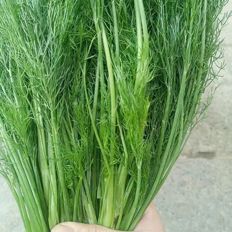 精品茴香大型蔬菜基地一手货源直发，量大价优