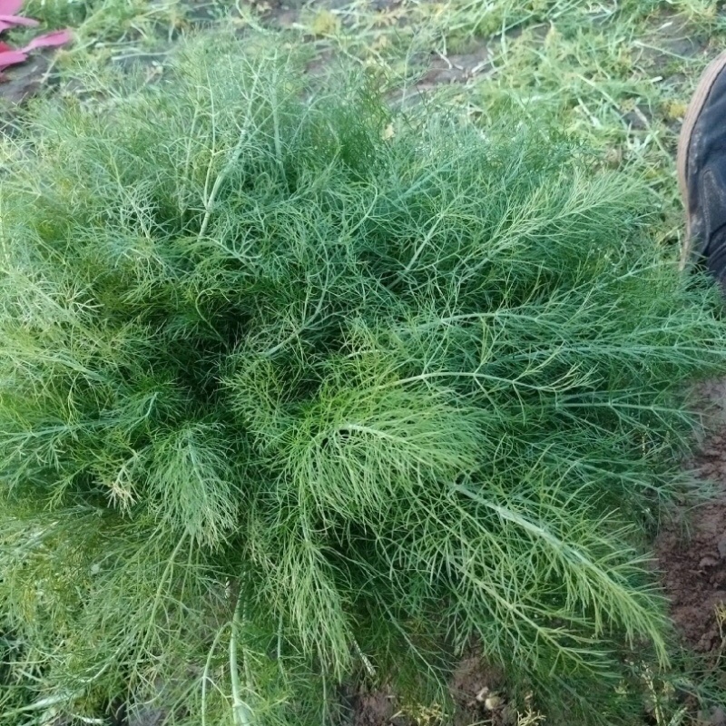 精品茴香大型蔬菜基地一手货源直发，量大价优