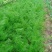 精品茴香大型蔬菜基地一手货源直发，量大价优