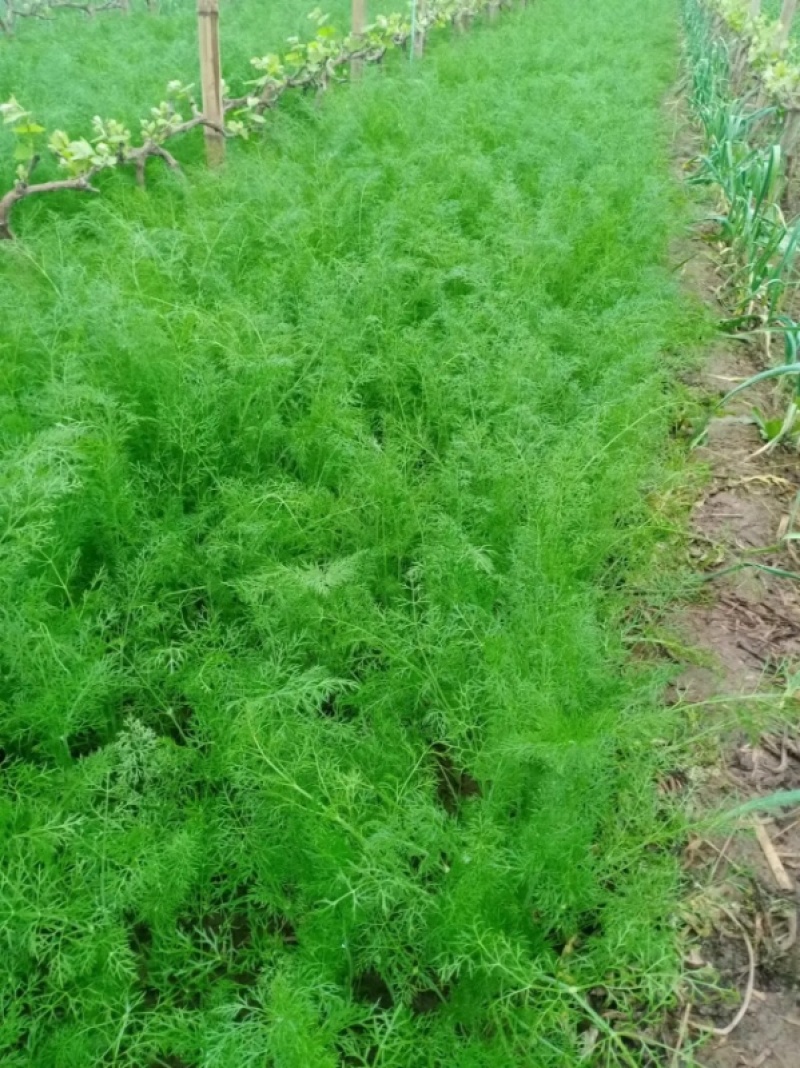 精品茴香大型蔬菜基地一手货源直发，量大价优