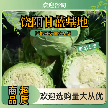 饶阳甘蓝基地精品甘蓝圆包菜欢迎选购量大价优