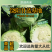 饶阳甘蓝基地精品甘蓝圆包菜欢迎选购量大价优