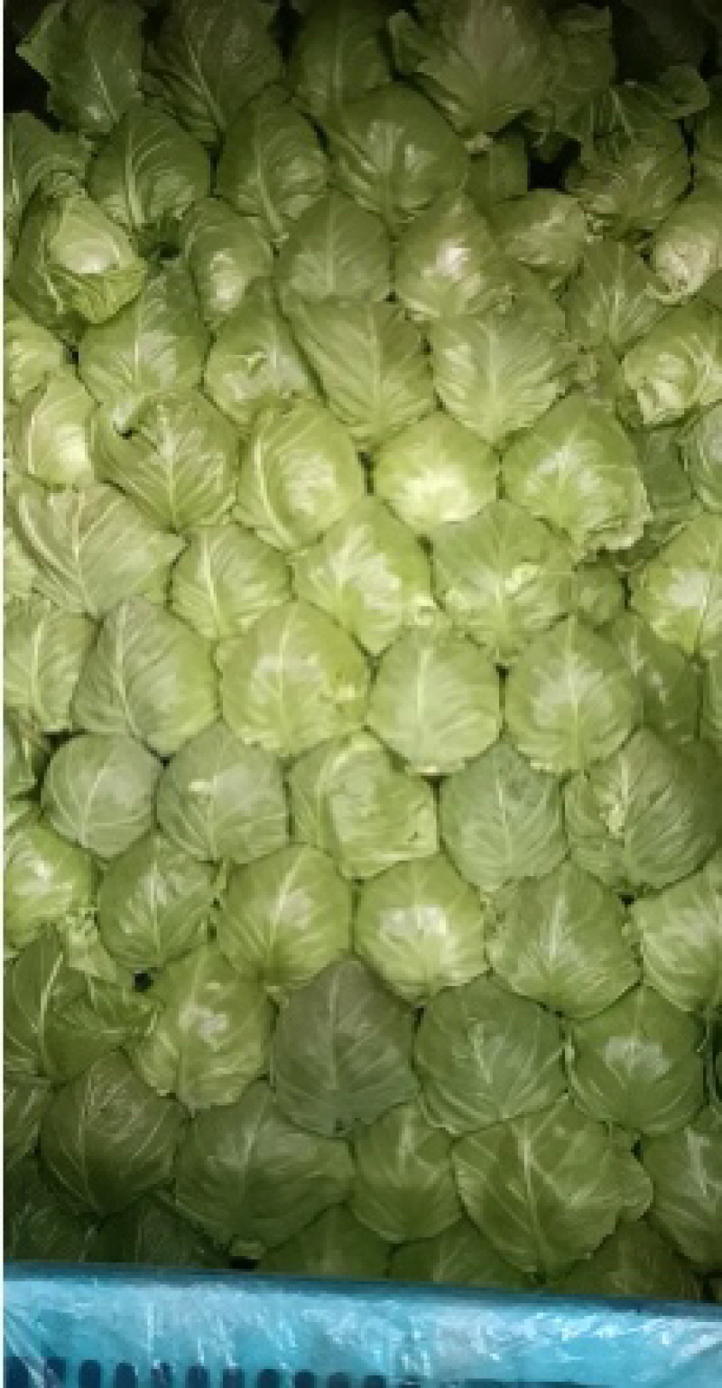 饶阳甘蓝基地精品甘蓝圆包菜欢迎选购量大价优