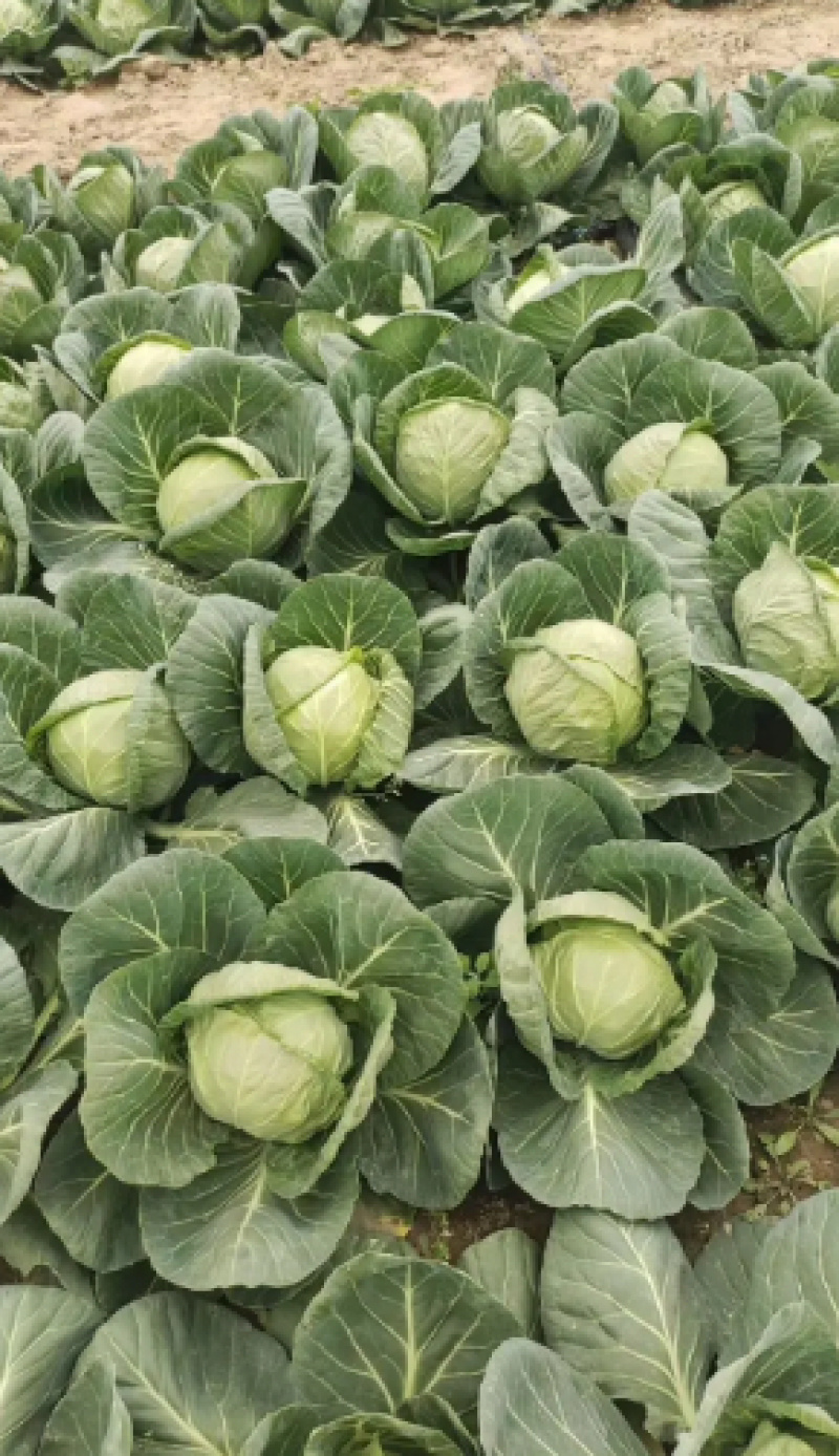 饶阳甘蓝基地精品甘蓝圆包菜欢迎选购量大价优
