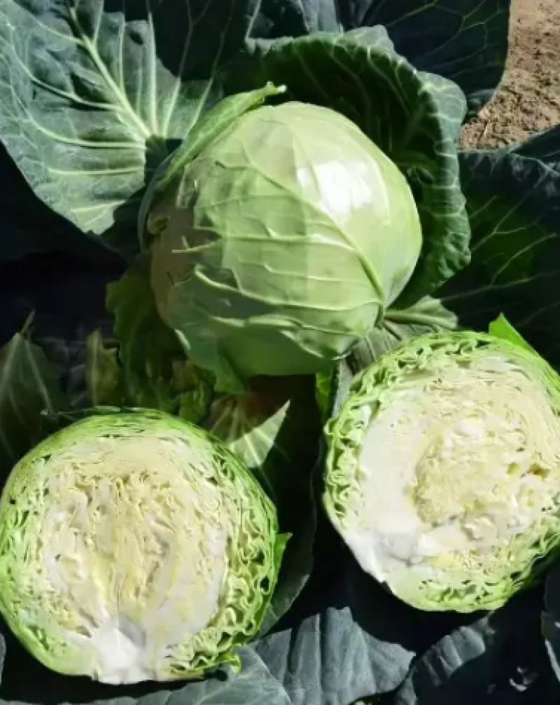 饶阳甘蓝基地精品甘蓝圆包菜欢迎选购量大价优