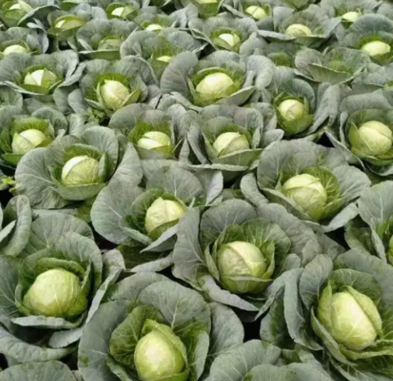 饶阳甘蓝基地精品甘蓝圆包菜欢迎选购量大价优