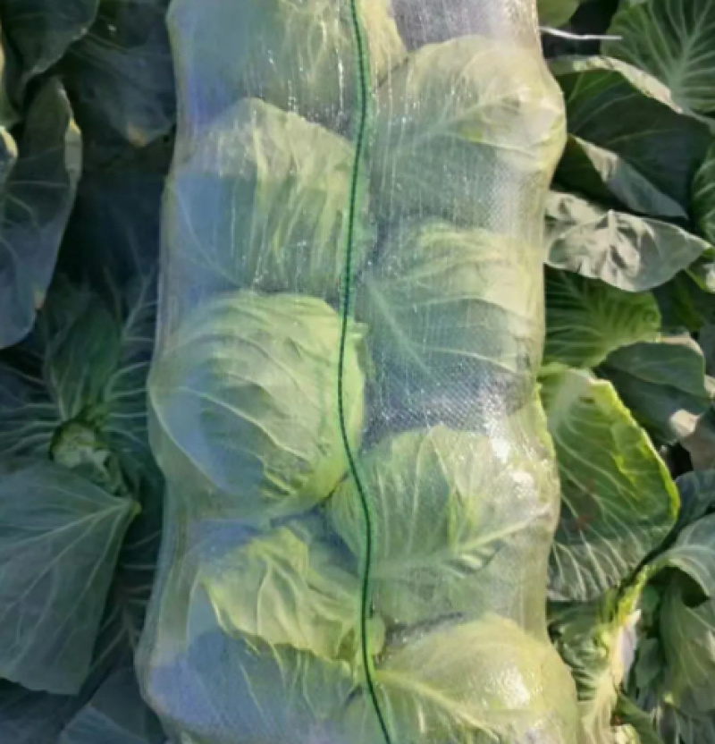 饶阳甘蓝基地精品甘蓝圆包菜欢迎选购量大价优