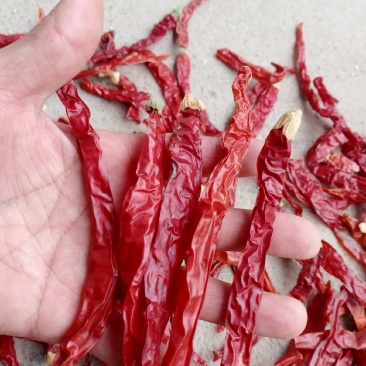 烘干二荆条