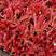 大竹香椿苗，红油香椿苗，基地直供香椿苗，量大，红油6