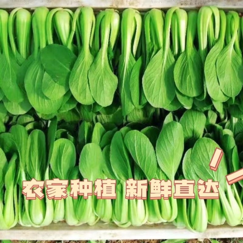 上海青，新鲜蔬菜，四季耐寒耐热青菜，现采现摘，