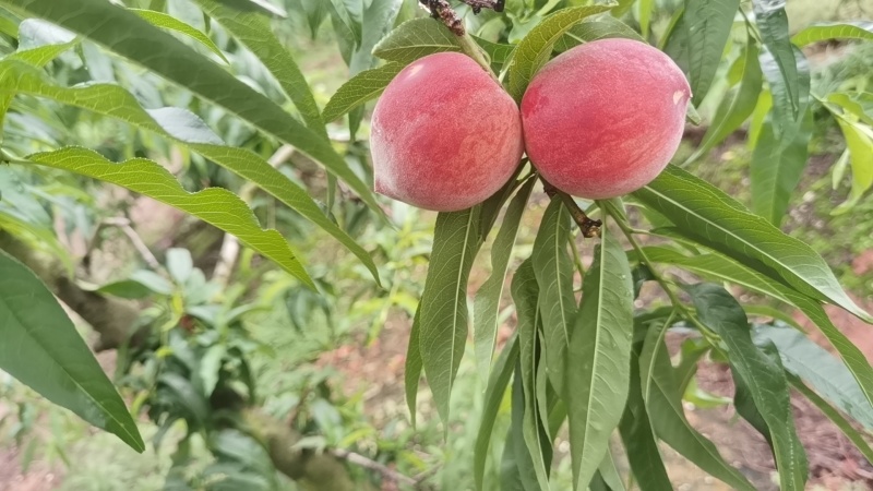 精品毛桃红不软，电商一件代发