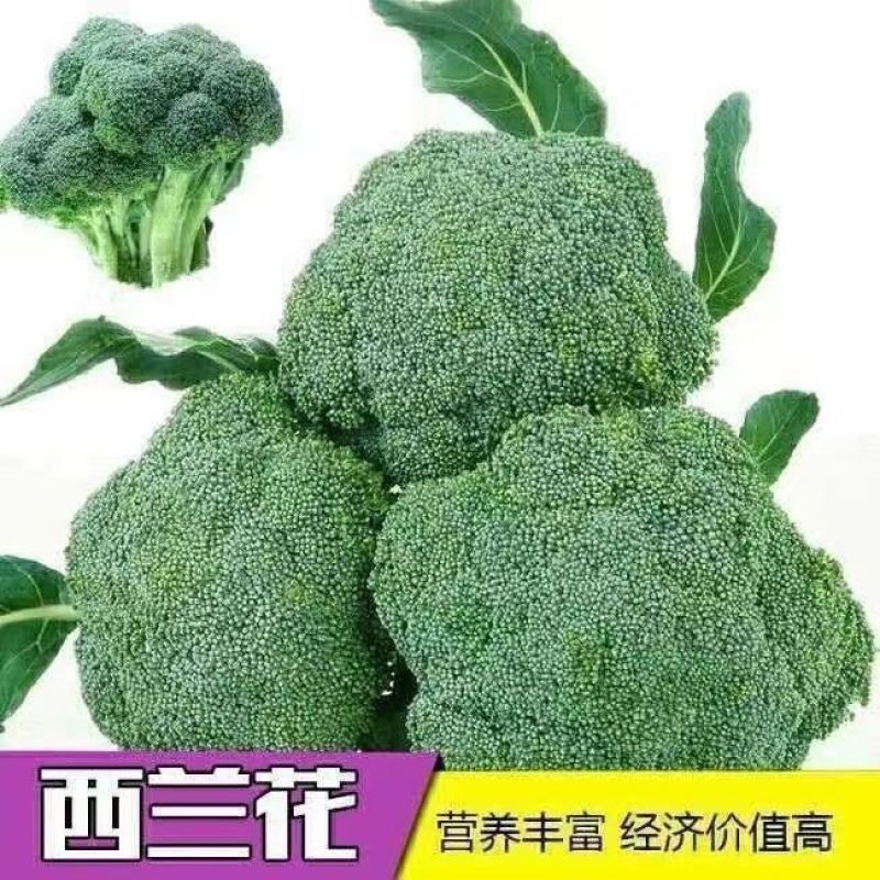 东台精品西蓝花，口感不错价格实惠欢迎联系