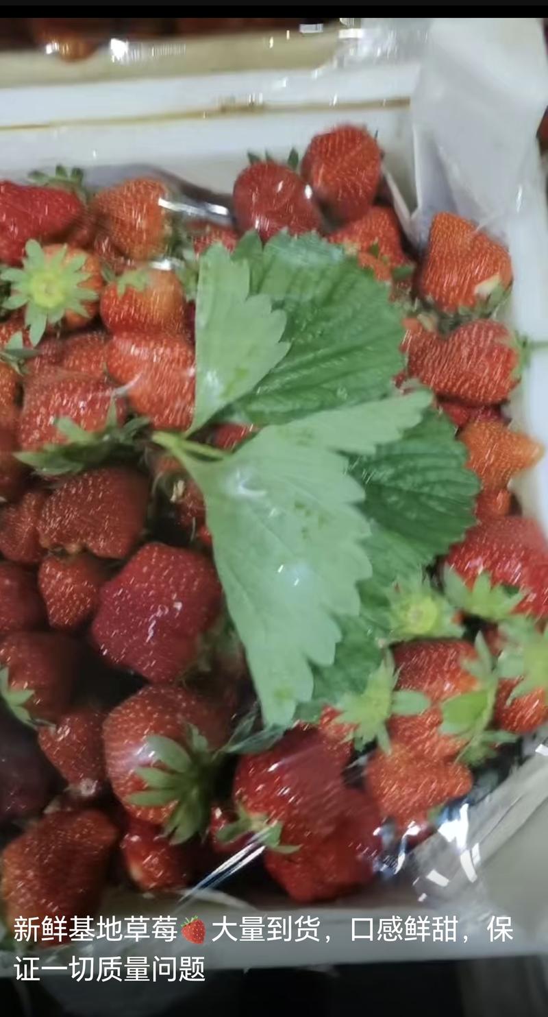 露天地膜草莓要精品草莓加工厂货都有合作共赢