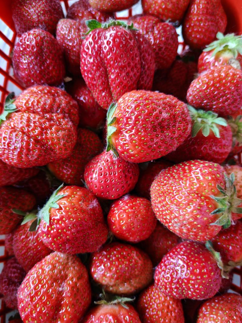 露天地膜草莓要精品草莓加工厂货都有合作共赢