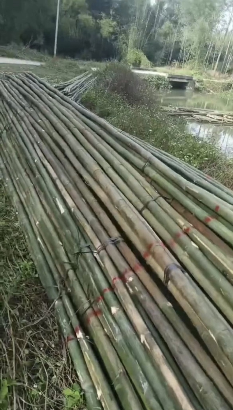 马蹄竹，竹竿产地直供，批发，大量有货，老板可以自己定规格