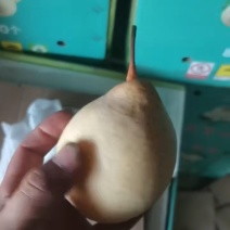 赵县水晶梨