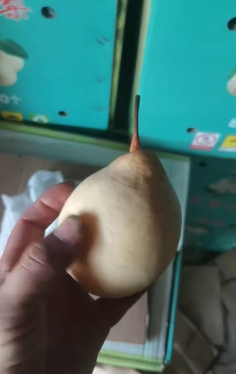 赵县水晶梨