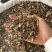 石菖蒲正品石昌蒲石菖蒲无杂质非水菖蒲