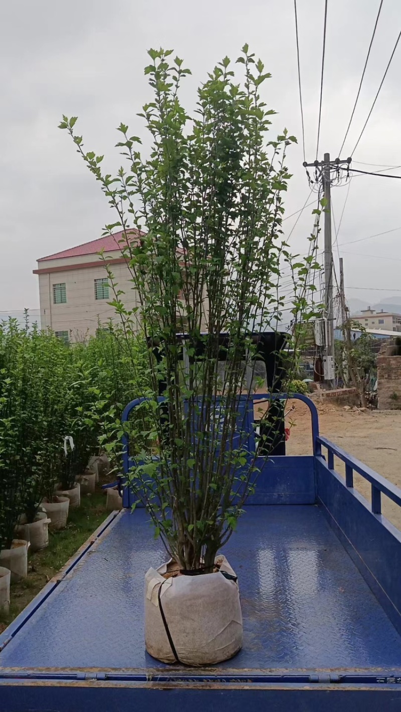 丛生木槿