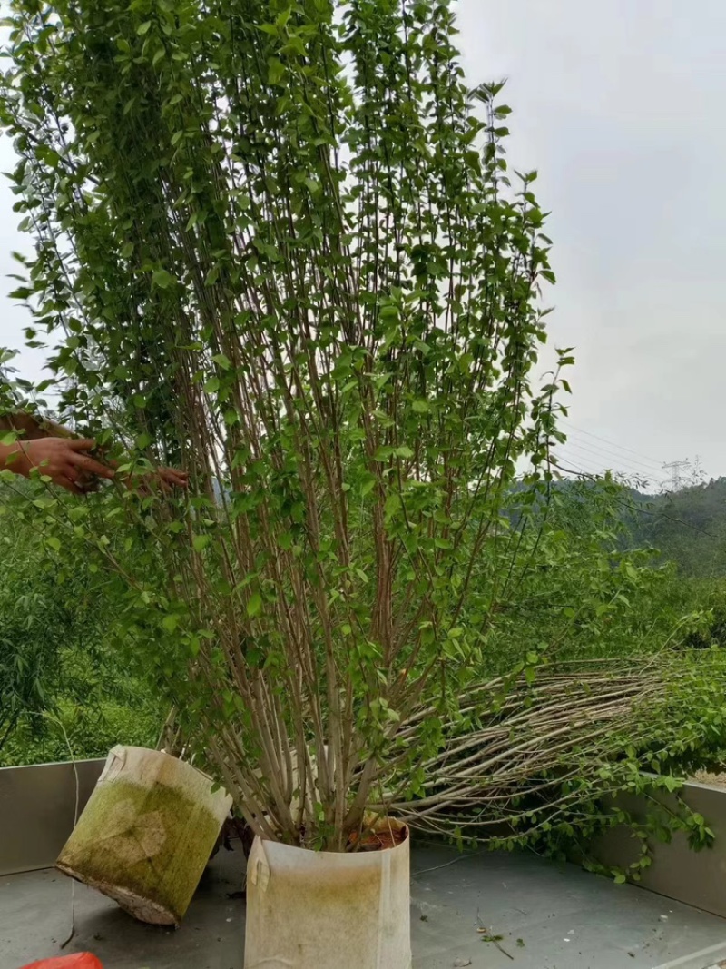 丛生木槿