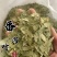 泻叶泄叶番泻叶保庆药业批发发货前过筛颜色青