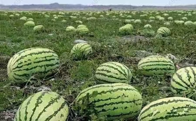 宁夏硒砂瓜，金城五号西瓜，甘甜解渴，大红瓤小薄皮